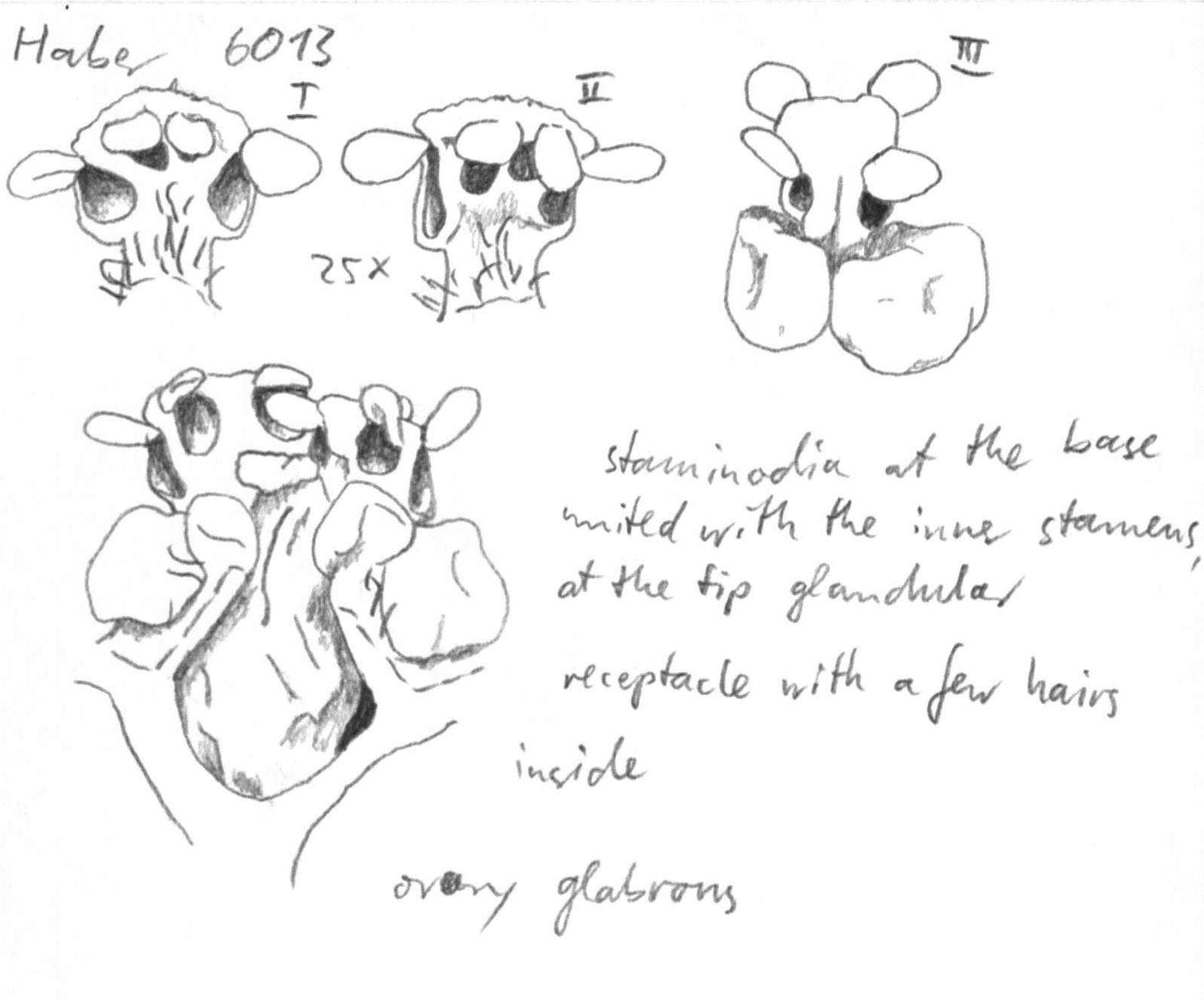 preview Damburneya martinicensis (Mez) Trofimov